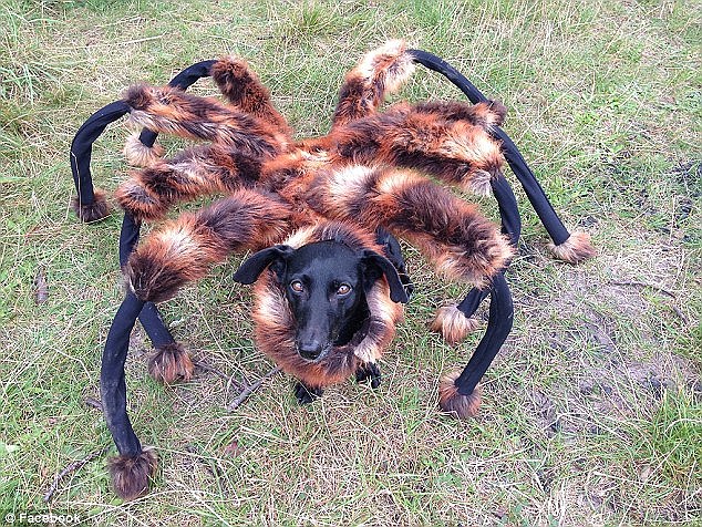 Mutant Spider Dog